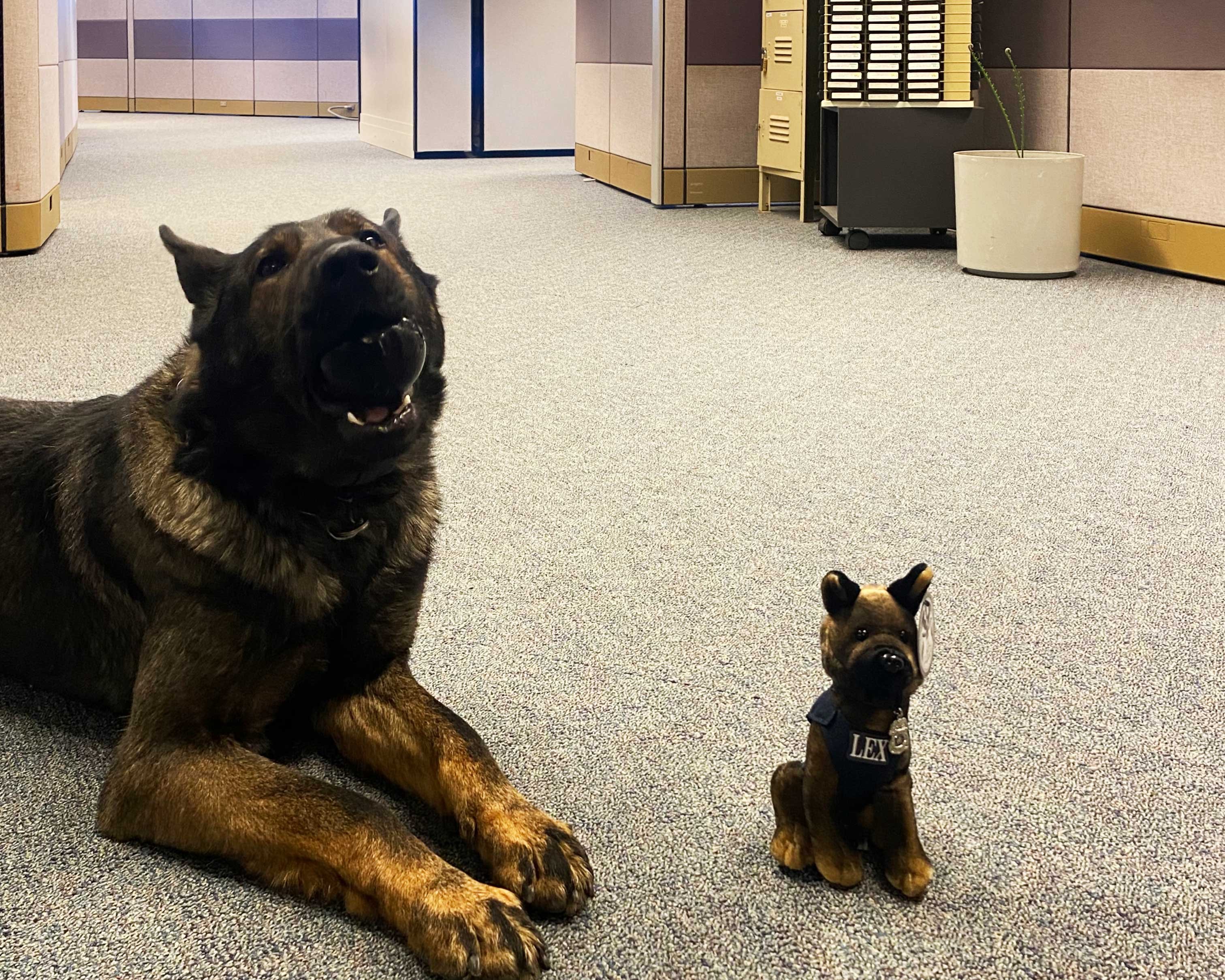  C.D. Smith Construction supports Fond du Lac Police K-9 Unit fundraiser with donations of plush toys for purchase by the community.