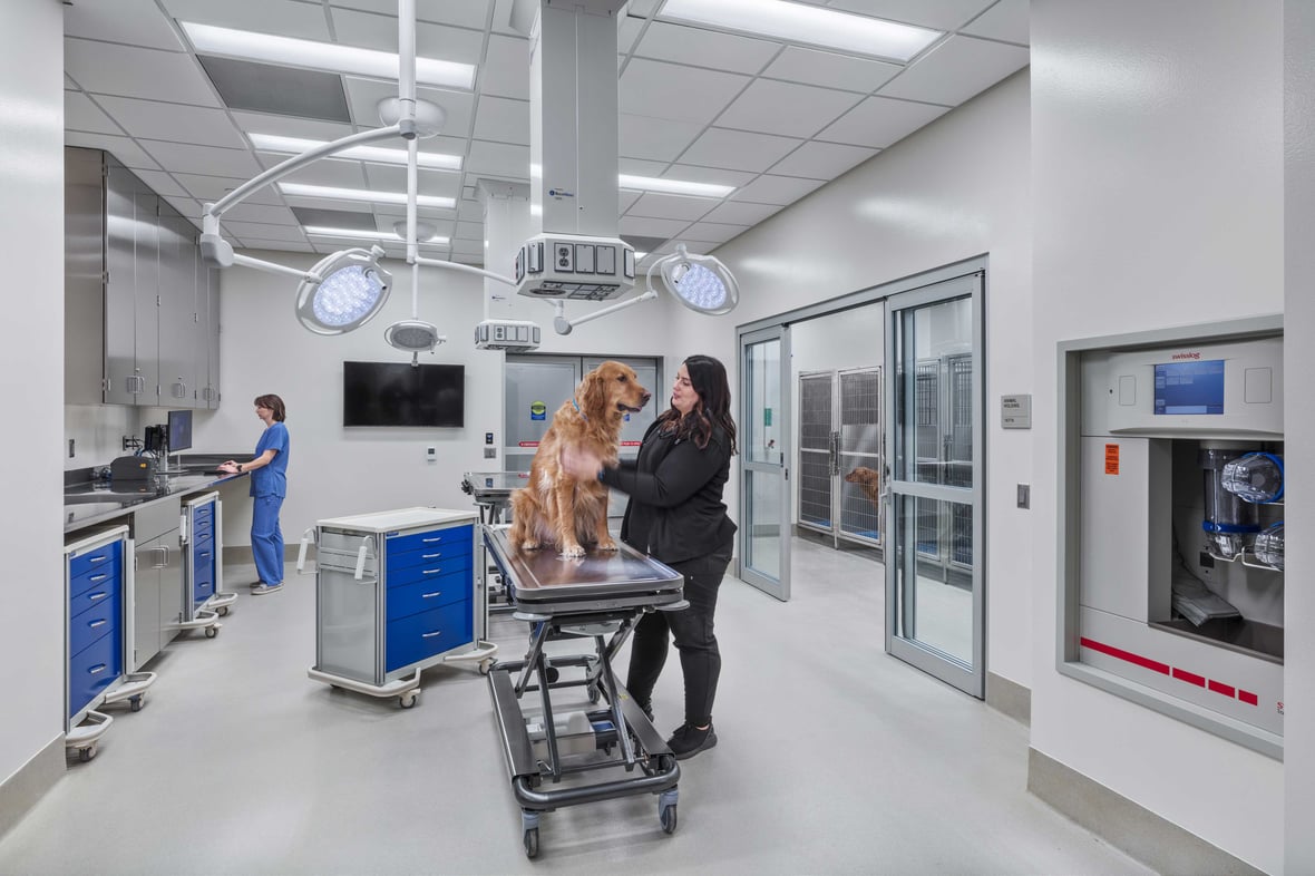 Veterinary surgical suite with golden retriever on exam table designed for precision care in the new UW-Madison facility in Wisconsin